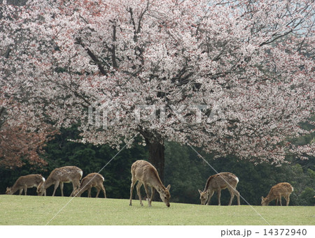 奈良公園 桜の下の鹿 奈良公園 桜の下の鹿 14372940