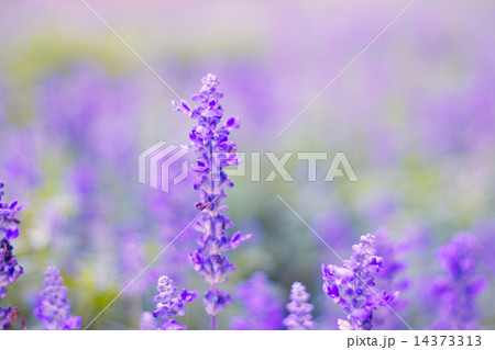 Blue Salvia (salvia farinacea) flowers blooming in the garden 14373313