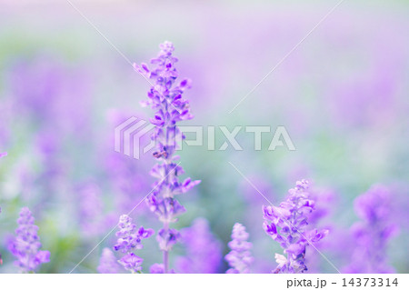 Blue Salvia (salvia farinacea) flowers blooming in the garden 14373314