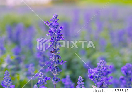Blue Salvia (salvia farinacea) flowers blooming in the garden 14373315