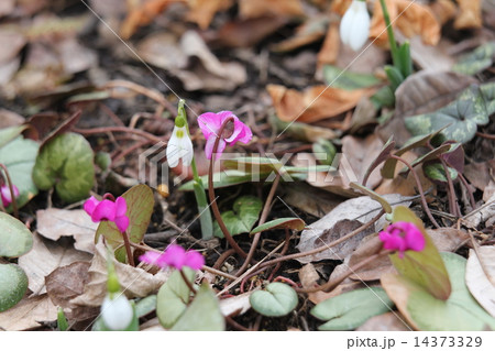 シクラメンの原種 14373329