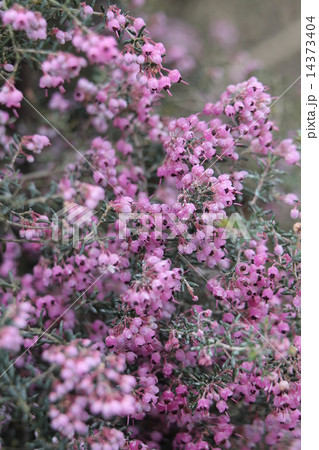 ジャノメエリカ 14373404