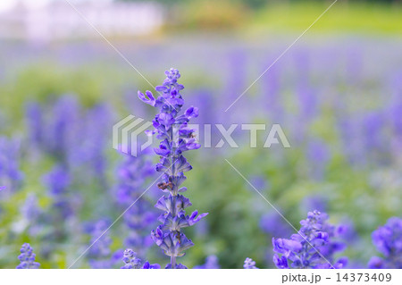 Beautiful flower background with Salvia farinacea Benth (soft focus) 14373409