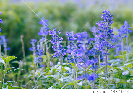 Beautiful flower background with Salvia farinacea Benth (soft focus) 14373410