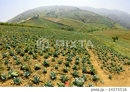 Beautiful mountain scenery in Phutabberk Phetchabun, Thailand Beautiful mountain scenery in Phutabberk Phetchabun, Thailand 14373516