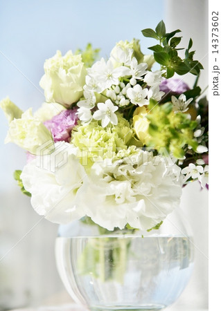 春の花 春の花 14373602