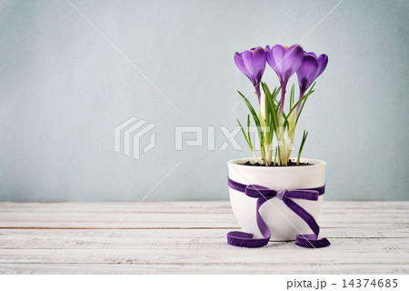 Crocus in vase Crocus in vase 14374685