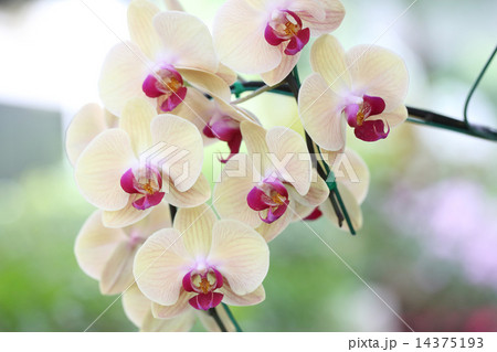 Yellow orchid 14375193