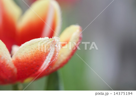 Tulip flowers 14375194
