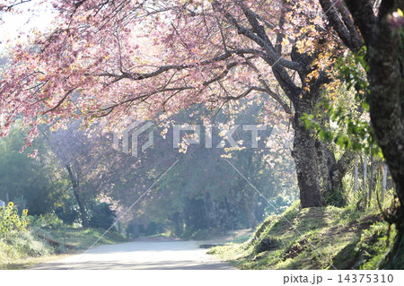 sakura cherry blossom flowers 14375310