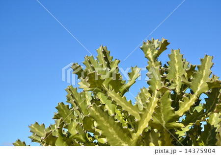 Sunlit cactus plant 14375904