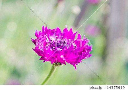 赤い矢車草 14375919