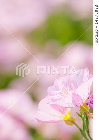 昼咲月見草 昼咲月見草 14375923