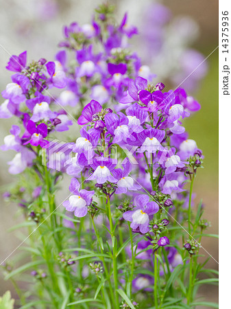 キンギョソウ キンギョソウ 14375936