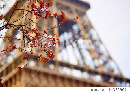 Spring in Paris Spring in Paris 14375961