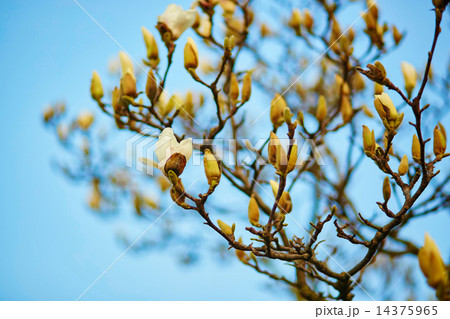 White magnolia tree blossom 14375965