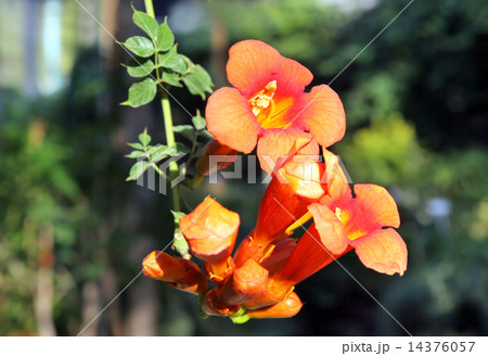 Liana Campsis 14376057