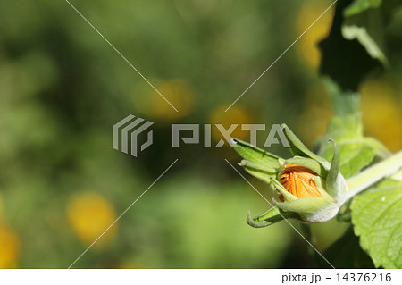 チトニアの花の蕾の写真素材