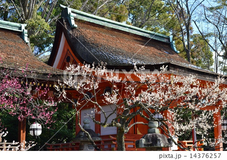 京都北野天満宮の梅 14376257
