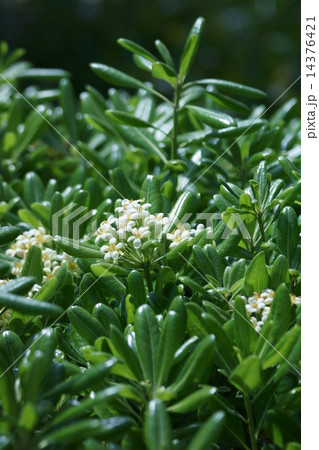 扉　トビラではなくトベラです。 14376421