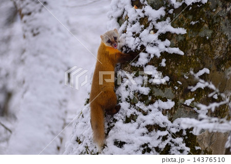 金剛山の雪の中のテン 金剛山の雪の中のテン 14376510