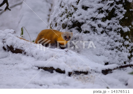 金剛山の雪の中のテン 14376511