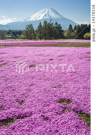 本栖ハイランドの芝桜と富士山の写真素材