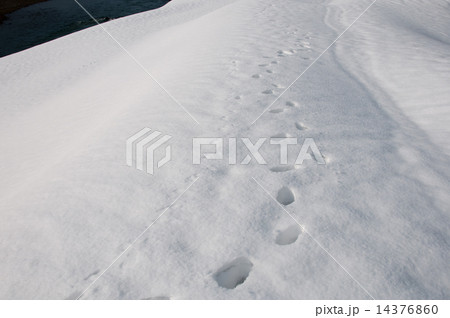 雪上 雪上 14376860