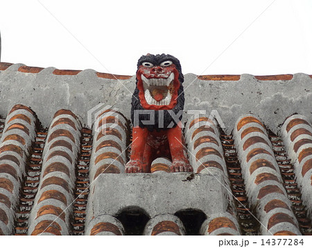 シーサー シーサー 14377284