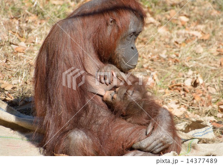 オランウータンの母と赤ちゃんの写真素材