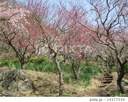 湯河原　梅園　梅の宴 14377534