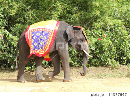 Elephant Elephant 14377647