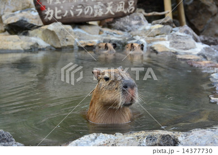 カピバラ露天風呂 カピバラ露天風呂 14377730
