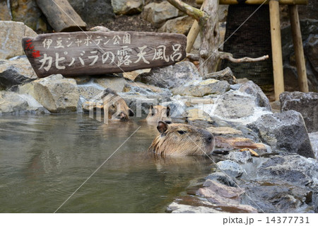 カピバラ露天風呂 カピバラ露天風呂 14377731