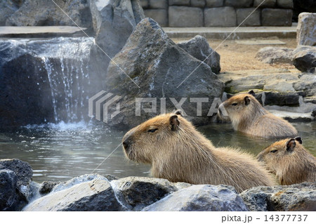 カピバラ露天風呂 14377737