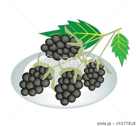 A Plate of Blackberries Isolated On White 14377818