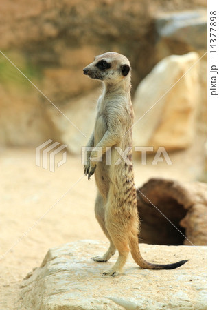 Cute small meerkat 14377898