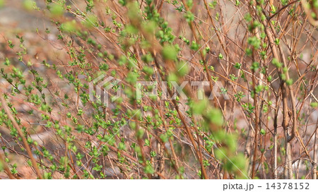 春の息吹 14378152