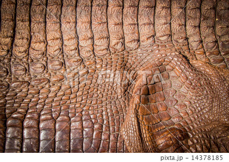 crocodile leather texture background 14378185