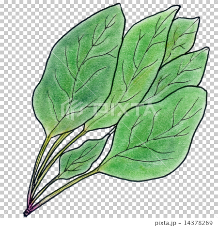 菠菜 菠菜 14378269