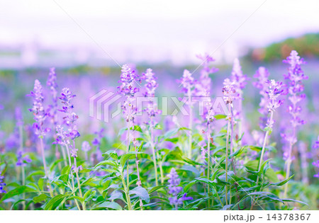 Blue Salvia (salvia farinacea) flowers blooming in the garden 14378367