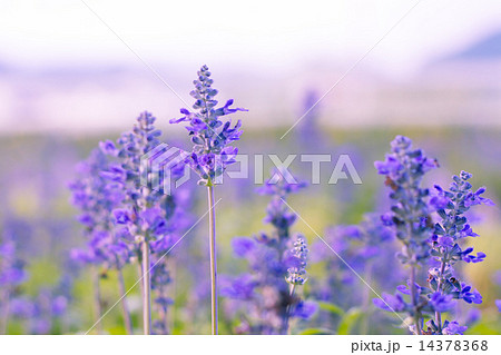 Blue Salvia (salvia farinacea) flowers blooming in the garden Blue Salvia (salvia farinacea) flowers blooming in the garden 14378368