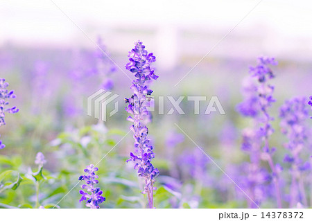 Blue Salvia (salvia farinacea) flowers blooming in the garden Blue Salvia (salvia farinacea) flowers blooming in the garden 14378372