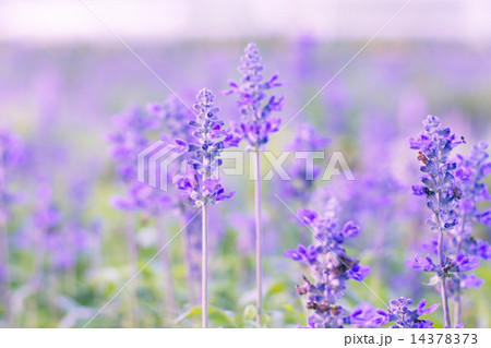 Blue Salvia (salvia farinacea) flowers blooming in the garden 14378373