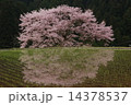 小野木の桜 14378537