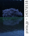 霊木1 14378538