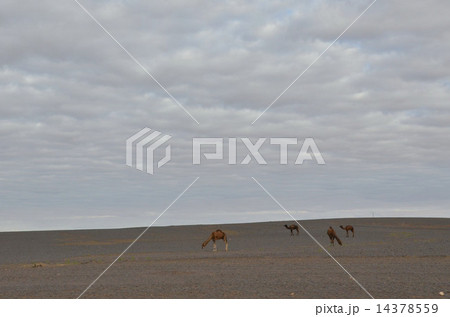 サハラ砂漠で憩う野生の1コブラクダ サハラ砂漠で憩う野生の1コブラクダ 14378559