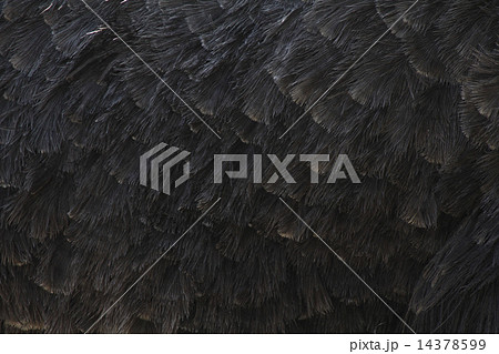 ダチョウ 羽 ダチョウ 羽 14378599