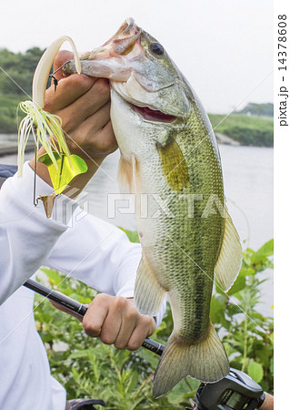 ブラックバス釣り　レジャー　bass fishing 14378608