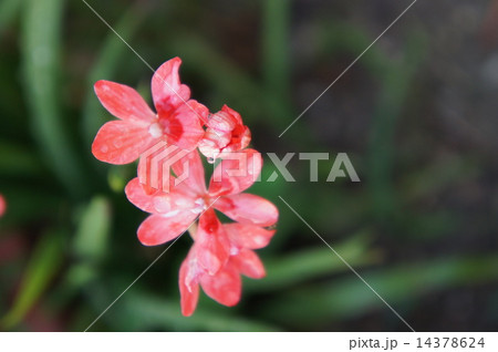 ヒメヒオウギアヤメ 14378624